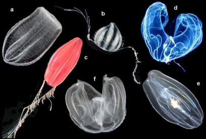 Figure 1. Pelagic ctenophores: (a) Beroe ovata, (b) unidentified cydippid (c) "Tortugas red" cydippid, (d) Bathocyroe fosteri, (e) Mnemiopsis leidyi, and (f) Ocyropsis sp. from Wikipedia Commons Pelagic ctenophores.png