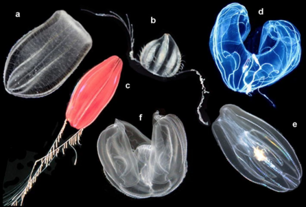 Pelagic ctenophores -- (a) Beroe ovata, (b) unidentified cydippid, (c) "Tortugas Red" cydippid, (d) Bathocyroe fosteri, (e) Mnemiopsis leidyi, and (f) Ocyropsis sp. Pelagic ctenophores.png