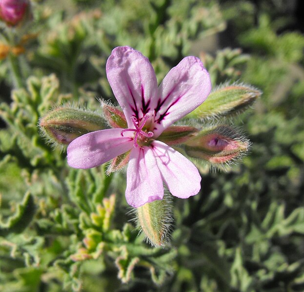 File:Pelargoniumladyplymouth.jpg