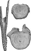 Ilustrace částečné dolní čelisti a dvou dílčích obratlů