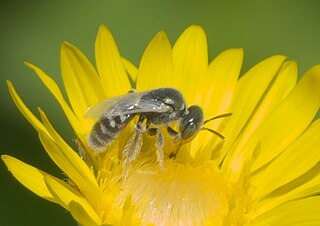 <i>Perdita albipennis</i> Species of bee