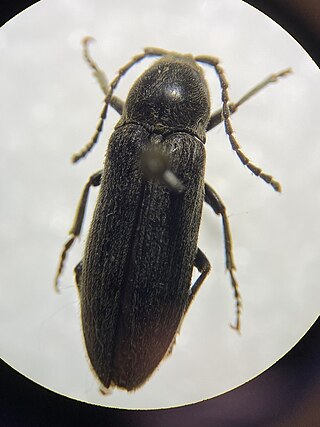 <i>Perothops</i> Genus of beetles