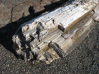 <span class="mw-page-title-main">Ginkgo Petrified Forest State Park</span> State park in Washington state, United States