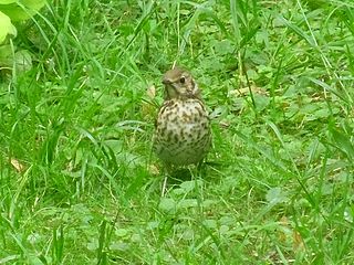 Дрізд співочий (Turdus philomelos)