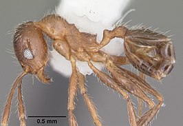 Pheidole dentata