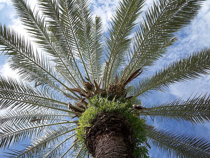 Date palm - Wikipedia