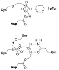 Vignette pour Protéine phosphatase