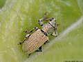 Phyllobius argentatus (Linnaeus, 1758)