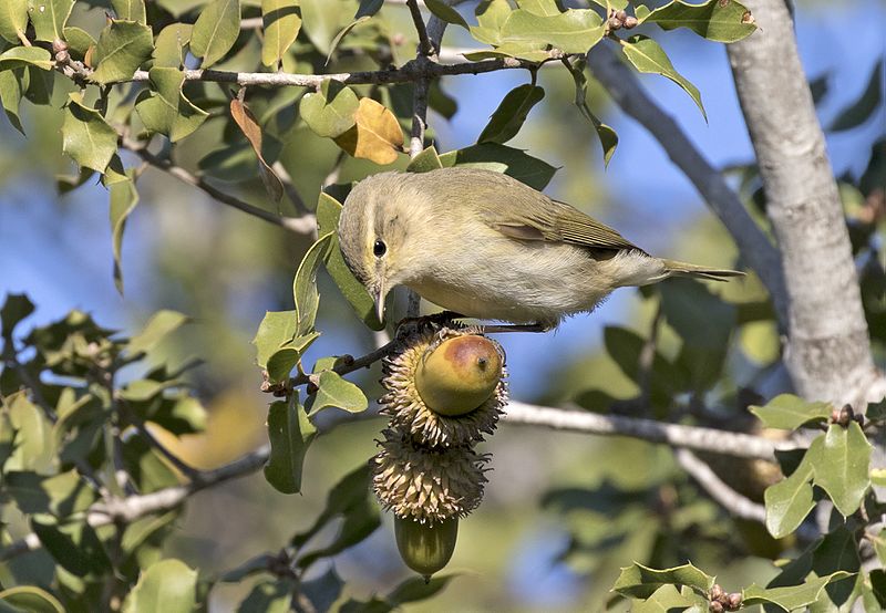 File:Phylloscopus collybita - Common Chiffchaff, Adana 2016-11-27 02-2.jpg