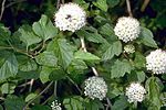 Miniatura per Physocarpus