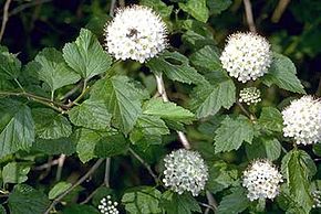 Descrição da imagem Physocarpus opulifolius USFWS.jpg.