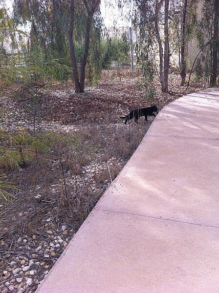 File:PikiWiki Israel 17398 black cat.jpg