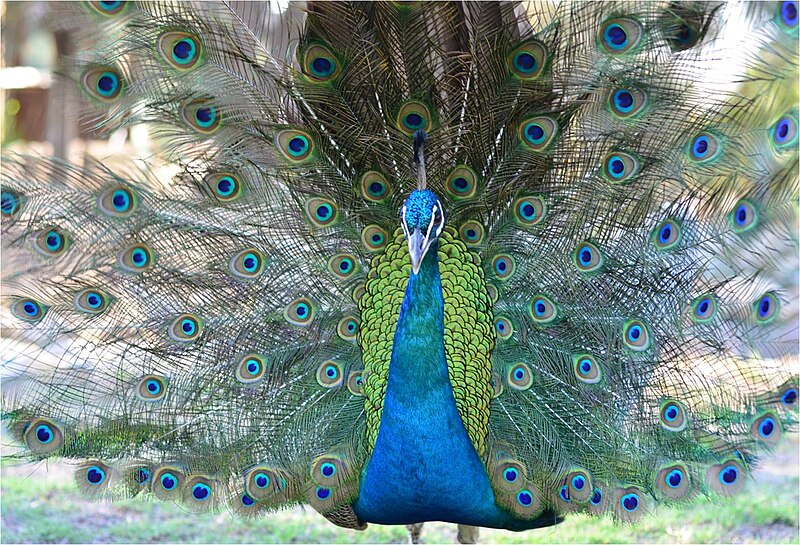 File:PikiWiki Israel 35293 Beautiful peacock.jpg