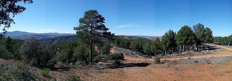 File:Pinar de Daroca, Zaragoza, España, 2015.jpg