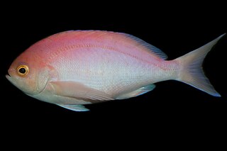 <span class="mw-page-title-main">Pink maomao</span> Species of fish