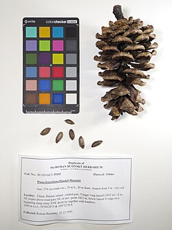 Pinus fenzeliana cone and seeds.jpg