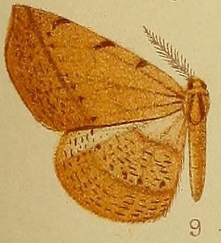 <i>Geolyces</i> Genus of moths