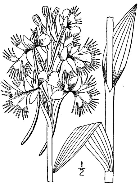 File:Platanthera leucophaea illustration.tif