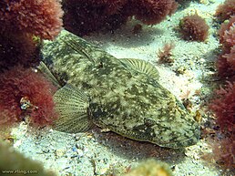 Platycephalus fuscus