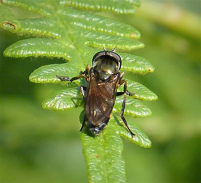 File:Platycheirus granditarsus male (51883893205).jpg