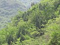 Platycladus orientalis, Shiduzhen, Fangshan District, Beijing, China 1.jpg