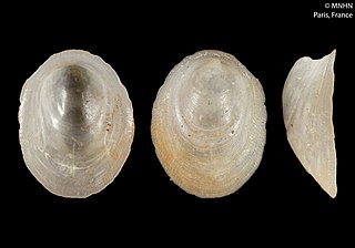 <i>Plesiothyreus hamillei</i> Species of gastropod