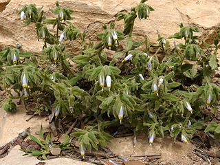 <i>Podonosma orientalis</i> Species of flowering plant