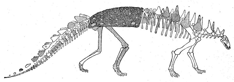 File:Polacanthus skeleton.jpg