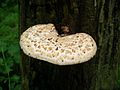 Polyporus squamosus