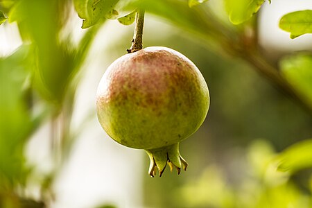 Tập_tin:Pomegranate_on_the_Branch.jpg