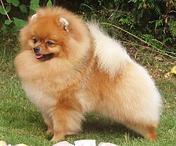 Pomeranian.JPG