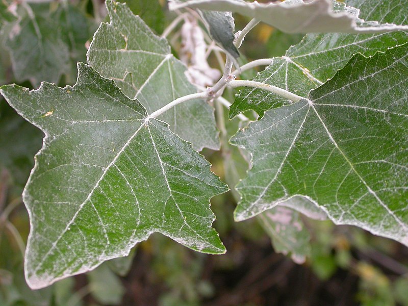 File:Populus alba (5002312369).jpg