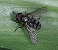 Portevinia maculata (Ramsons Hoverfly) - male - Flickr - S. Rae (7).jpg