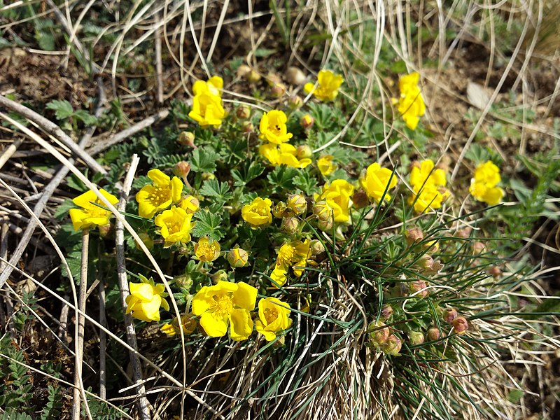 File:Potentilla incana sl1.jpg