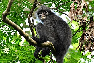 Thomaon Nature Park is intended to assist with the conservation of the Raffles' banded langur in Singapore. Presbytis femoralis Andie Ang.jpg