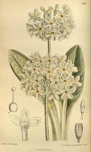 <i>Primula chionantha</i> Species of flowering plant
