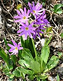 Primula cuneifolia Hakusankozakura in bessan 2009-6-25.jpg