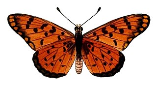 <i>Acraea chilo</i> Species of butterfly