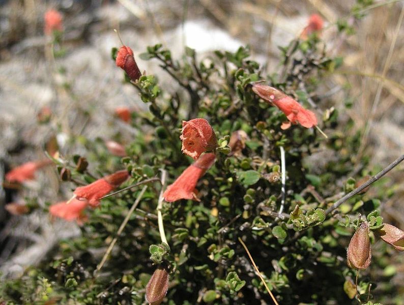 File:Prostanthera calycina plant (close up).jpg