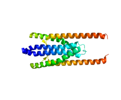 پروتئین PRC1 PDB 3NRX.png