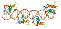 Thumbnail for Retinoid X receptor alpha