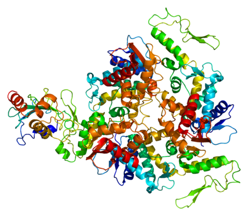 Днк ген белок. Ген ube3a. Белок полимераза. Фермент полимераза. PDB белки.