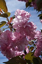 Thumbnail for File:Prunus serrulata 'Kwanzan' (Cultivar of Oriental Cherry) (34414571496).jpg