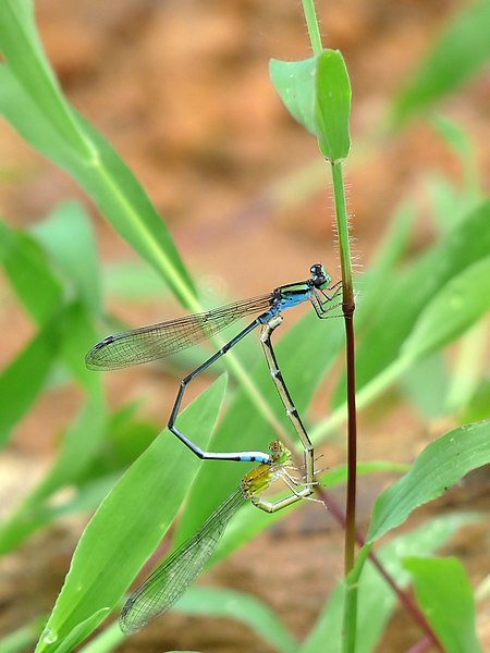 File:Pseudagrion indicum mating on Kadavoor.jpg