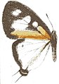 安埔灰蝶 Pseudaletis antimachus