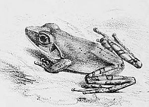 Pseudophilautus temporalis.jpg