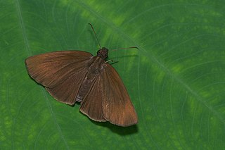 <i>Psolos fuligo</i> Species of butterfly