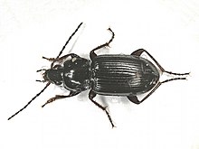 Pterostichus gracilis (Carabidae) - (imago), Arnhem, Nizozemsko - 2.jpg