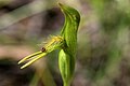 Pterostylis tasmanica