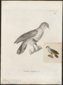 Ptilinopus pulchellus - 1700-1880 - Print - Iconographia Zoologica - Special Collections University of Amsterdam - UBA01 IZ15600071.tif